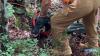 After Kentucky owner hears 'faint barks,' rescuers pull missing dog from cliff ledge