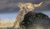 Rescued states apart, 2 orphaned mountain lion cubs settle into a shared home in New York