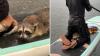 Texas paddleboarders race to a raccoon being sucked under, and one paddles him to shore