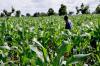 India to Assist Nigeria Cut 50% Post-harvest Losses, Deepen Agricultural Revolution
