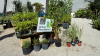 Cyclospora outbreak drives demand for growing food at home in Palm Beach County