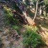 Officer accused in tree-felling case filed affidavit for seniors; Additional Chief Secretary appears before NGT