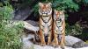 Venomous snakes and wild cats: More than 2,200 dangerous animals kept as ‘pets’ in Britain