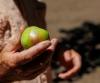 Lily Belli on Food: Apple farmers’ woes; Driscoll’s legal battles; ex-mayor’s ice cream journey