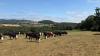 Dealing with dry weather conditions on ABP Demo Farm