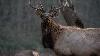 North Carolina to offer first elk hunting permits since reintroduction 25 years ago For the first time since elk were reintroduced to western North Carolina 25 years ago, hunting permits will be available on a limited basis in 2027.
