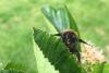 From dying bumblebees to wasp spiders: 10 ways the hotter weather is changing the British countryside