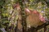 Pumas Have Established Movement Corridors Across a Large Area of Colombia