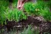 EU Phosphorus Index: Russia’s share of EU phosphate import spending rises
