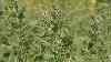 Lincoln University leads research on quinoa production in the Midwest