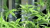 Nebraska medical cannabis commission meets as families urge faster rollout of rules