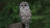 To save one endangered owl species, scientists back waging war on another