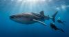 Rare Whale Shark Sightings Off Florida Coast Suggest Species Visits More Often Than Realized