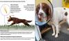 Eco-obsessed councils blamed for surge in dogs with grass seed infections as bosses refuse to mow verges and parks - with owners left paying thousands in vets' fees
