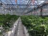 Cannabis grower considers next steps after permission for noisy chillers is removed