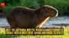 Meet the capybara: Why the world's largest rodent is friends with almost every animal and where to spot it