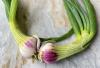 Mountain folklore: Egyptian walking onions provide taste of history