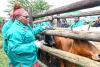 Mooi-Mpofana farmers launch pilot project to help curb spread of FMD