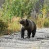 Wildlife officials kill dumpster-flipping grizzly near Whitefish