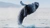 Icelandic cruise with waterfalls and whales sails from Liverpool next summer