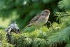 Scottish birdwatcher flies to Iceland to see rare Sparrow