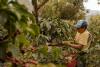 Beyond Traceability: Why Producers Need Institutional Capacity for EUDR Compliance