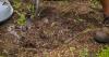 New agroforestry program pays Oklahoma farmers to plant trees, shrubs