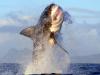 In peak shark season, a South African beach warning system is idle