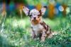 The Biggest Misconception About Small Dog Behavior