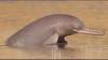 Kapurthala explores dolphin tourism along Beas