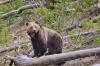 Alliance for the Wild Rockies, residents score win in fight for North Idaho’s old growth, grizzlies