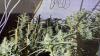 Man charged after cannabis plants found in Immingham