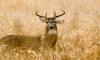 Applications open for veterans deer hunts at Missouri state parks