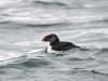 Rogue puffins visit NH to source snacks, but breeding colonies unlikely for the Granite State
