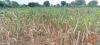Severe drought devastates farms in Lafon & Imehejek, families flee amid food shortages