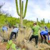 Groups get funds to pull buffelgrass in state park