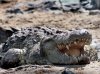 Media avoids Israel’s sadism like a crocodile-infested moat