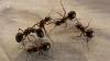 Ants as garnish? Michelin-starred South Korean restaurateur faces jail