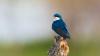 Wildlife photographers' "obsession" with image quality could be detrimental to birding research, warn citizen scientists