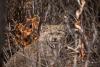 Alaska Science Forum: Lynx life near the Haul Road