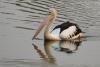 Australian Pelicans of Kurilpa