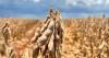 Brazil’s soybean growth hits a wall as El Niño, geopolitics add market pressures