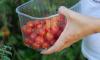 Why cherry tomatoes in Croatia now cost up to €15 per kilo
