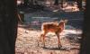 Visiting Croatia this summer? Important advice about baby wild animals