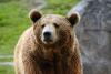 Florida Hiker Killed by Bear Climbed 18 Feet After Initial Attack