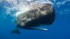 Sperm whales change how they communicate when ships are nearby