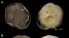 A New Freshwater Stingray Species Discovered In Guyana And Venezuela Rivers
