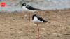 Hawaii had only 200 of these birds left. After 50 years of wetland restoration, more than 1,500 have returned