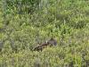 Pennsylvania Northern Harrier Project Seeks Public’s Help to Protect Threatened Bird