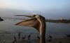 In Peru hungry pelicans signal broader economic risks from El Niño